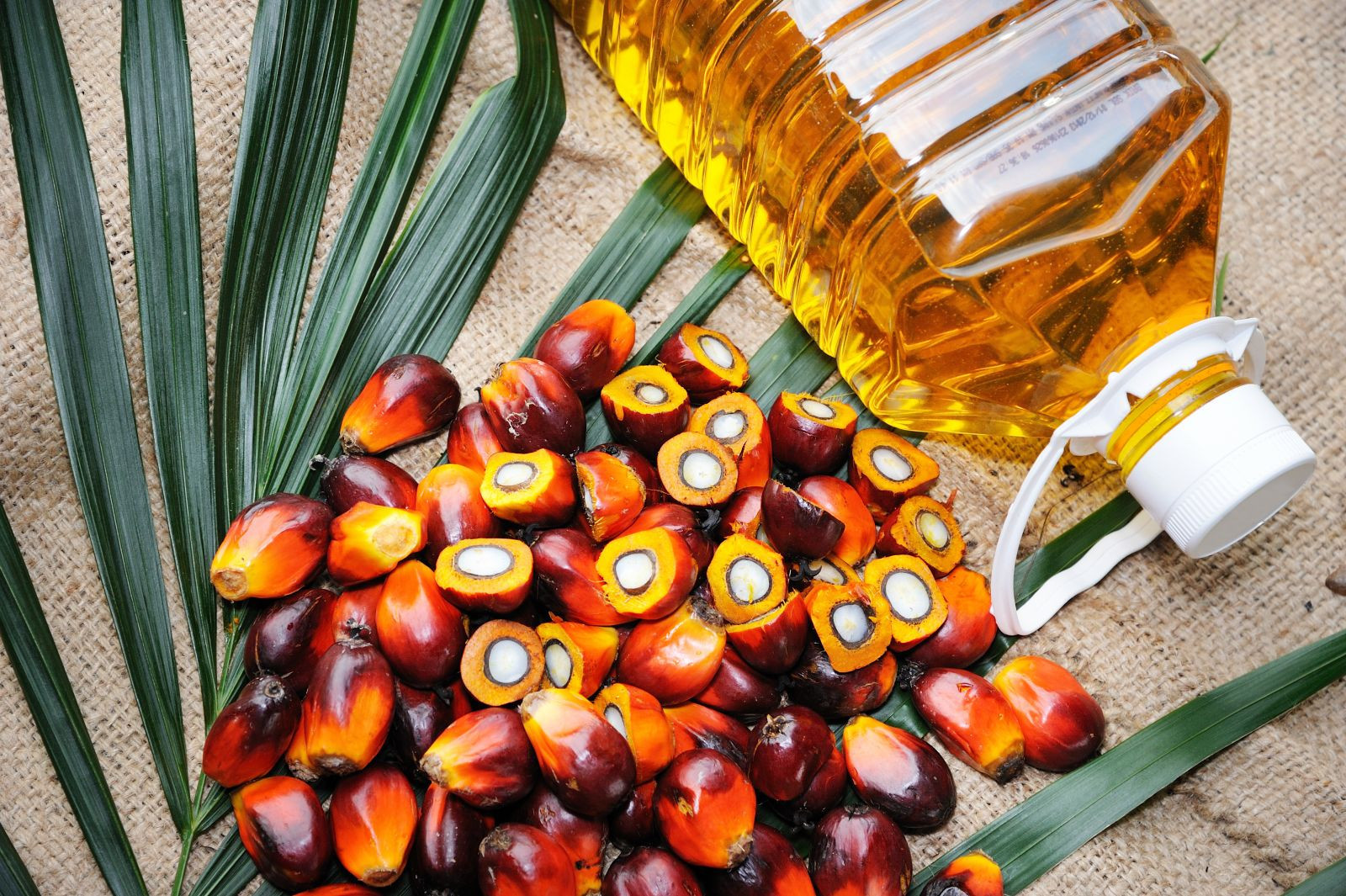 Palm Kernel / Palm Kernel Oil