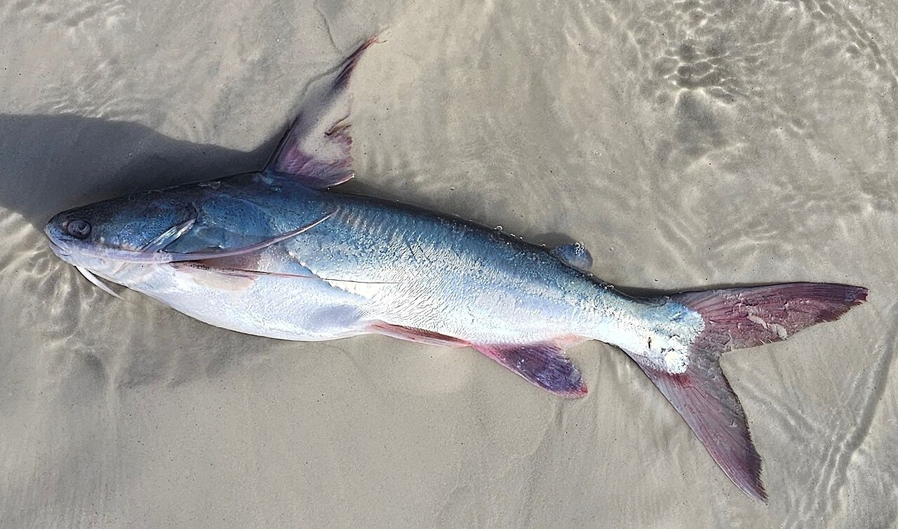 Catfish