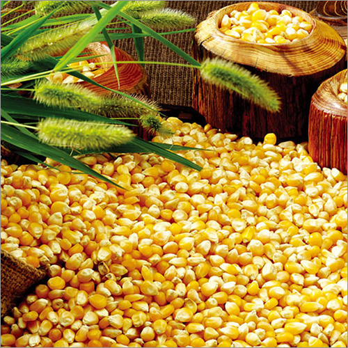Yellow Maize