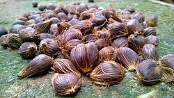Palm Kernel