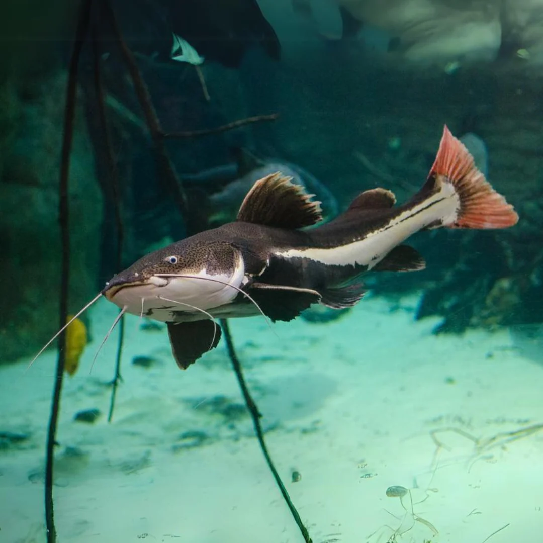 Catfish