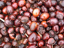 Kola nut