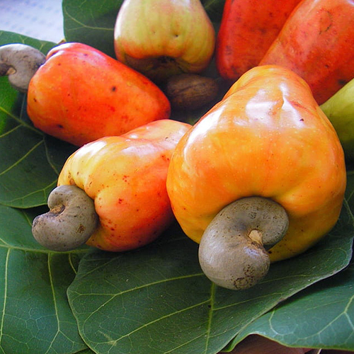 Raw cashew nuts