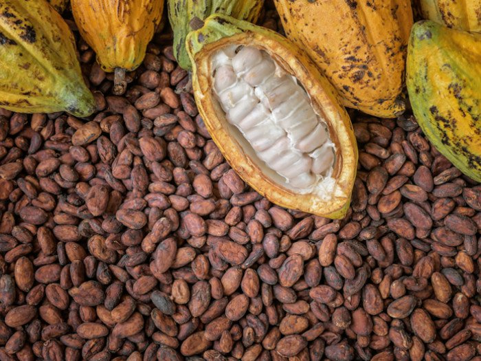 COCOA BEANS