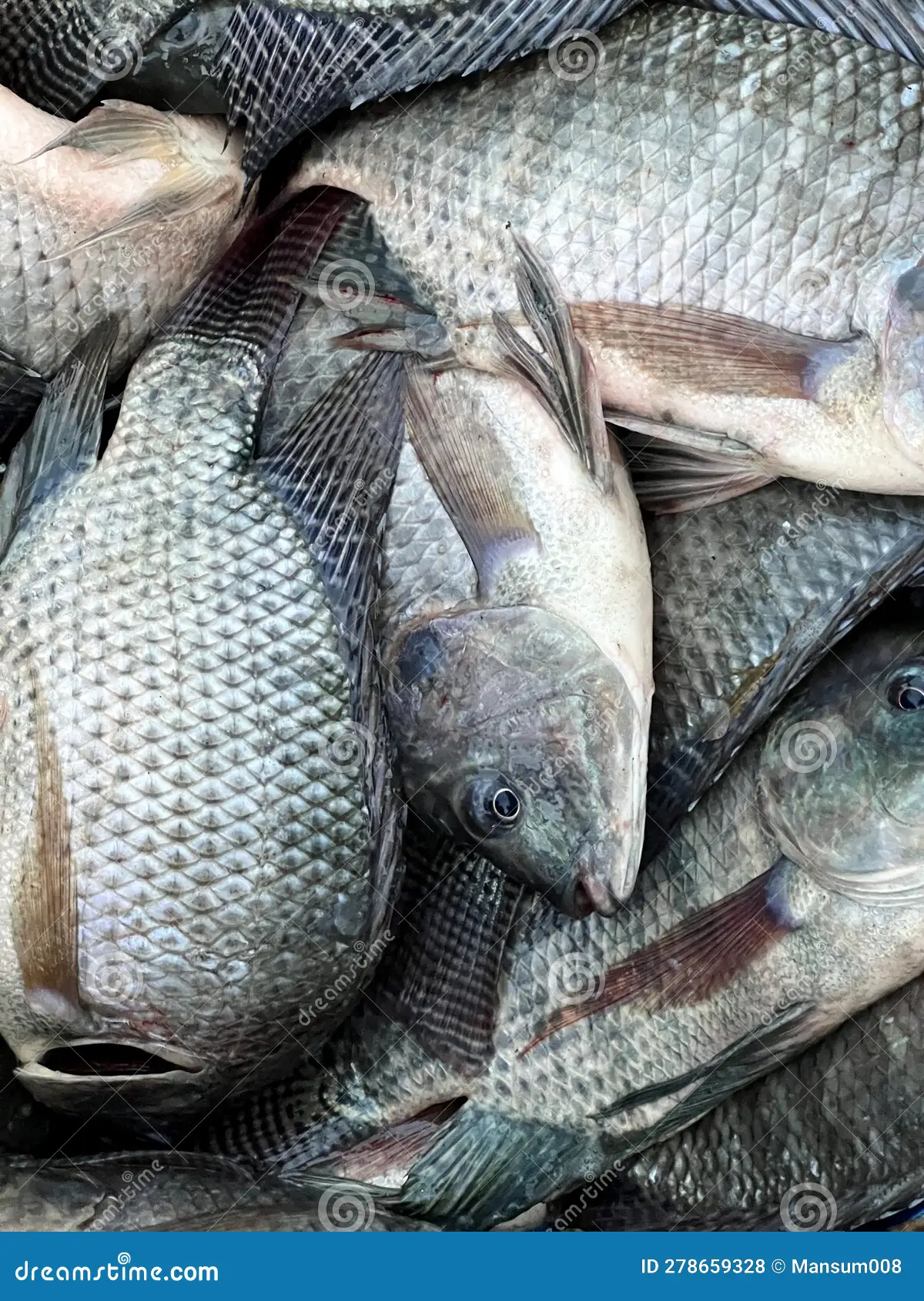 Tilapia