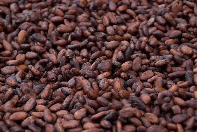 cocoa beans