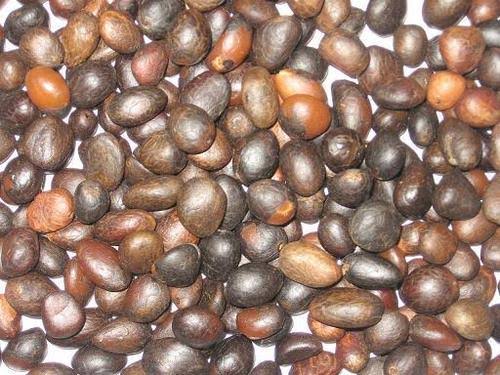 Palm Kernel