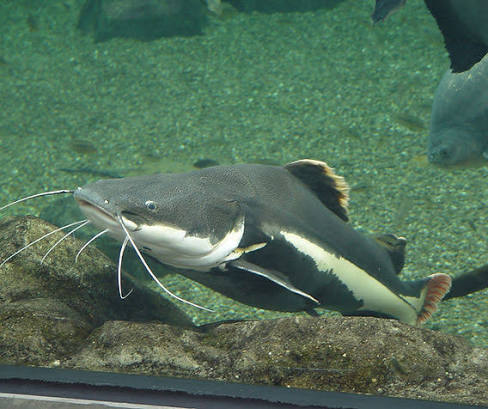 Catfish