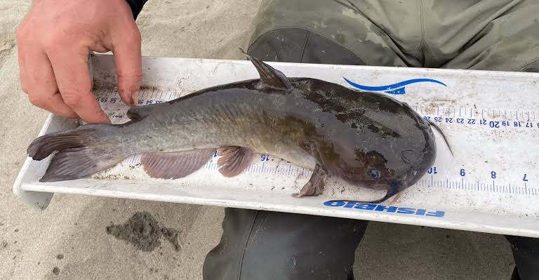 Catfish
