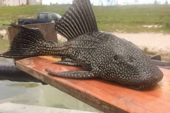 Catfish