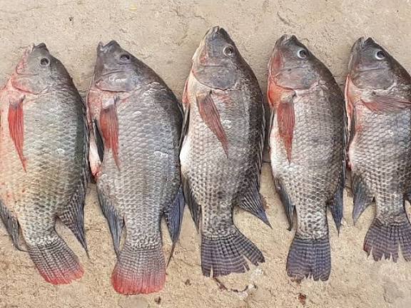 Tilapia