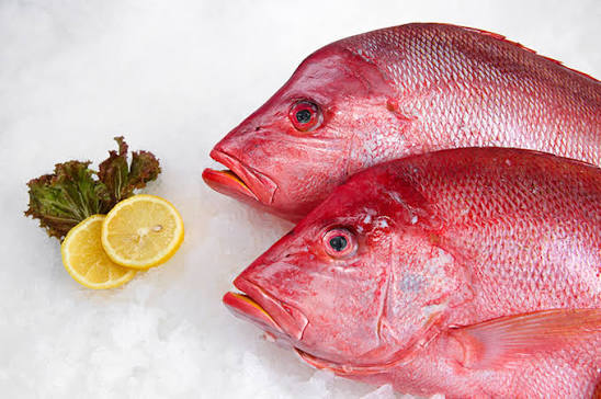 Humphead Snapper