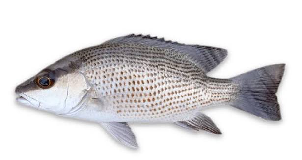 Mangrove Snapper