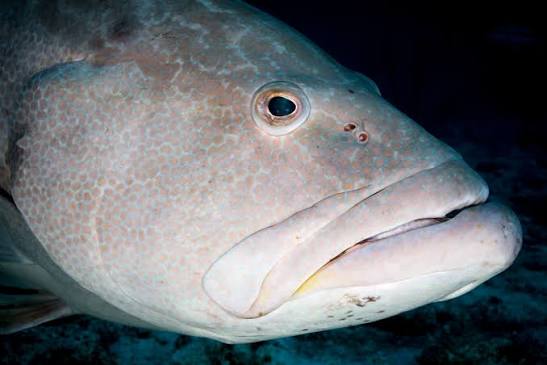Grouper fish