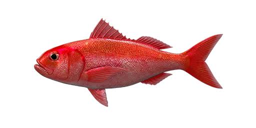 Ruby Snapper