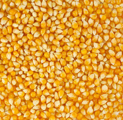 Maize