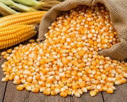 Yellow Maize