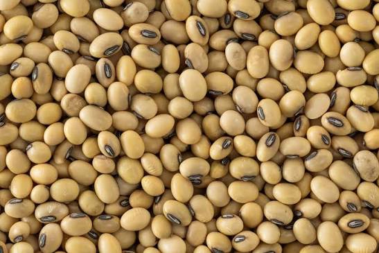 Soybean
