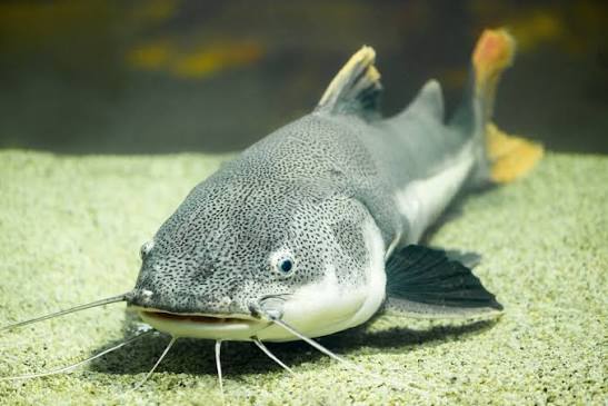 Catfish