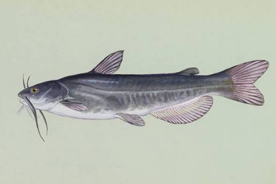 Catfish