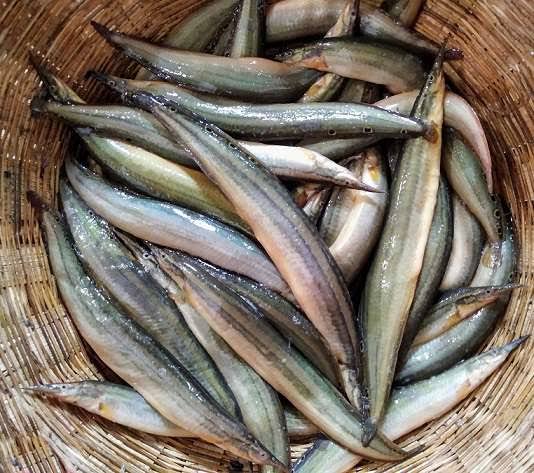 Panla Fish