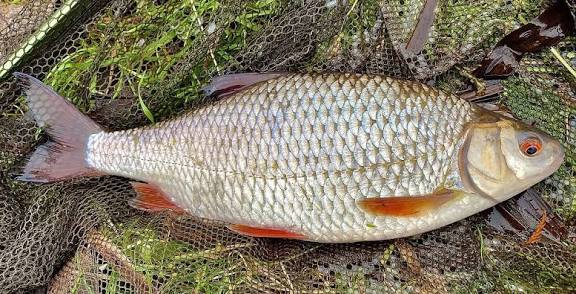 Panla Fish