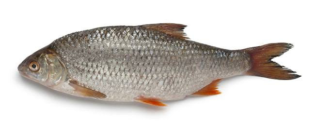 Panla Fish