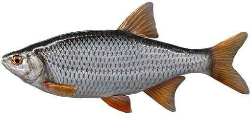 Panla Fish