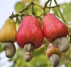 Raw cashew nuts