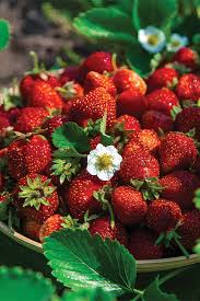 Strawberry