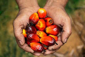 palm oil