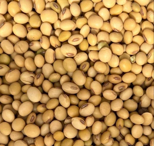 NON-GMO SOYBEANS