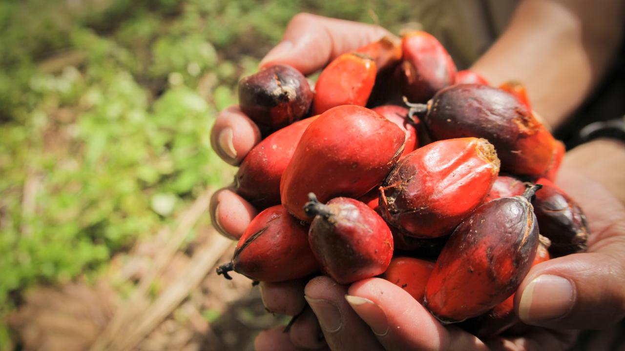 Palm Oil