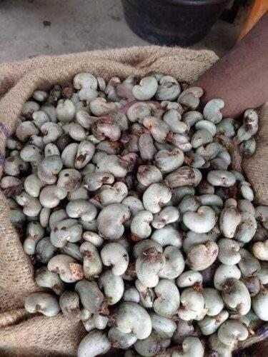 Raw cashew nuts