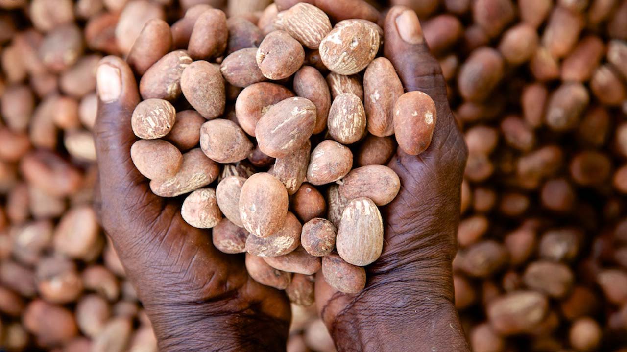 Shea Nut