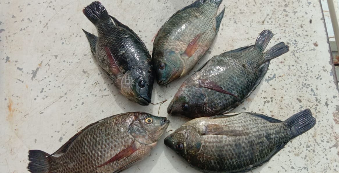 Tilapia