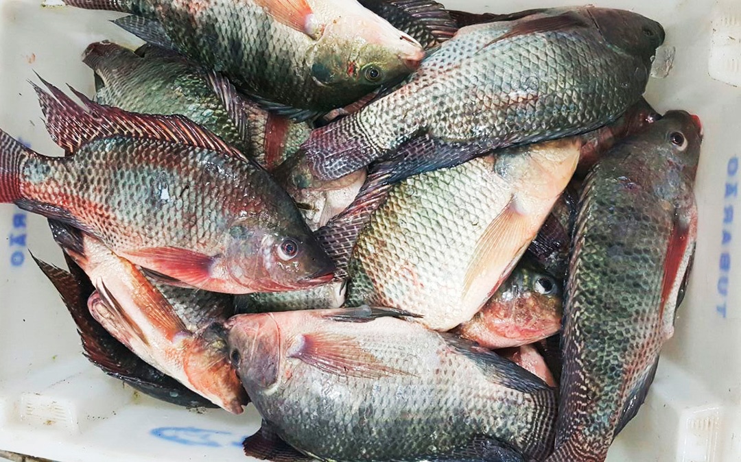 Tilapia
