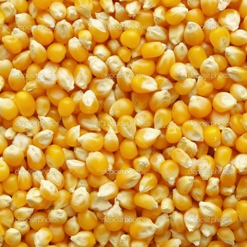 Maize