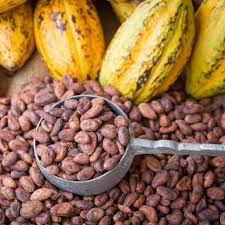 COCOA BEANS