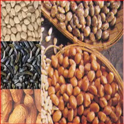 Cashew Nuts, Shea Nuts, Sesame, Soybeans